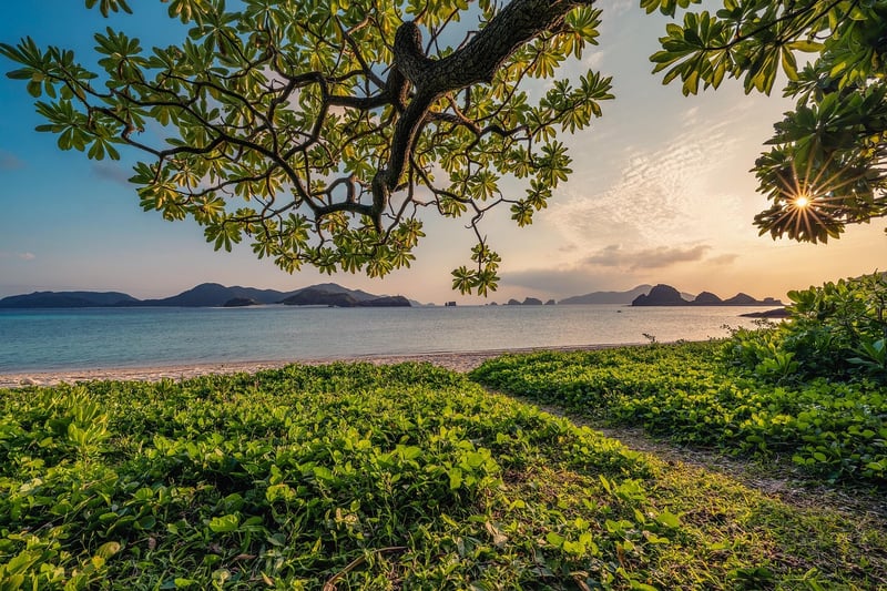 Lush Greenery